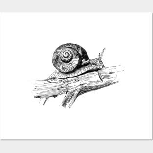 Garden Snail Ink Drawing Posters and Art